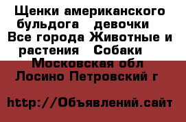 Щенки американского бульдога ( девочки) - Все города Животные и растения » Собаки   . Московская обл.,Лосино-Петровский г.